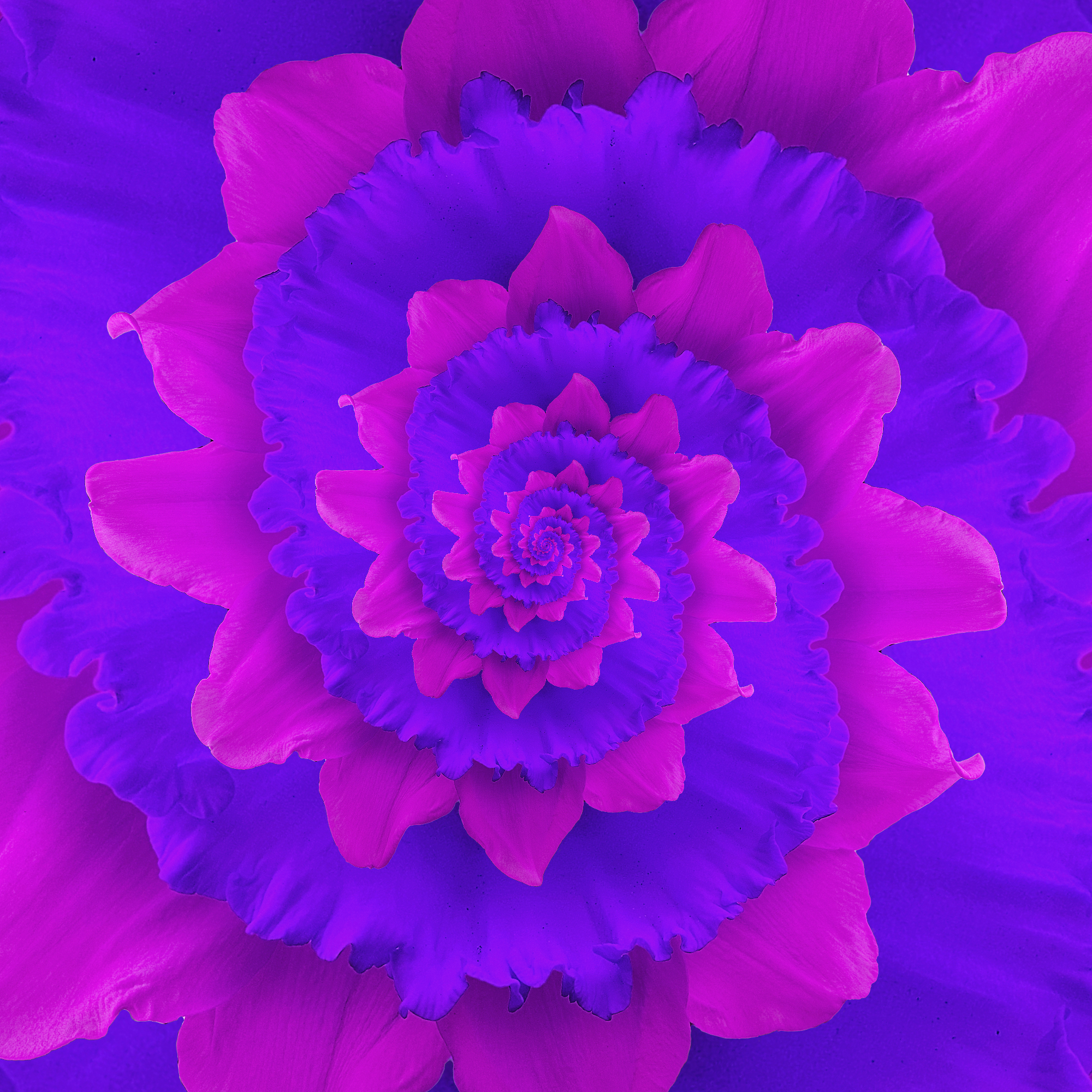 Spirals purple
